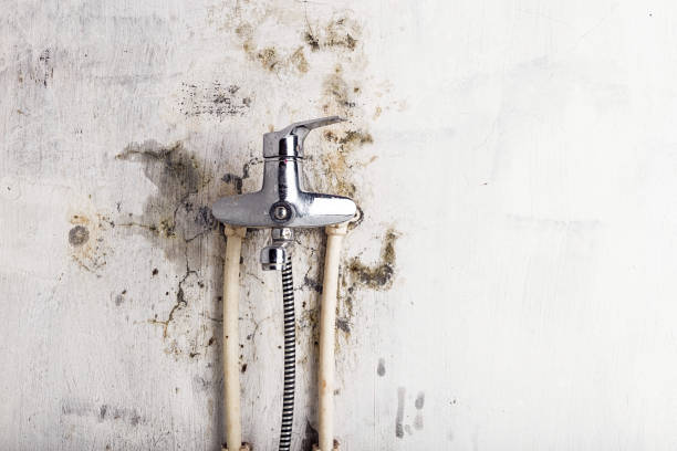 Best DIY Mold Remediation Support Services in Navarre, OH