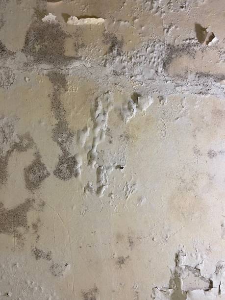 Best Basement Mold Remediation in Navarre, OH